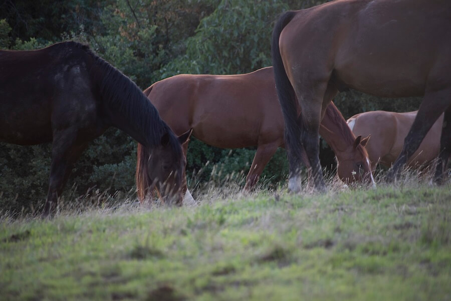 Pferde Stellplatz Offenstall Aktivstall Rhein Main